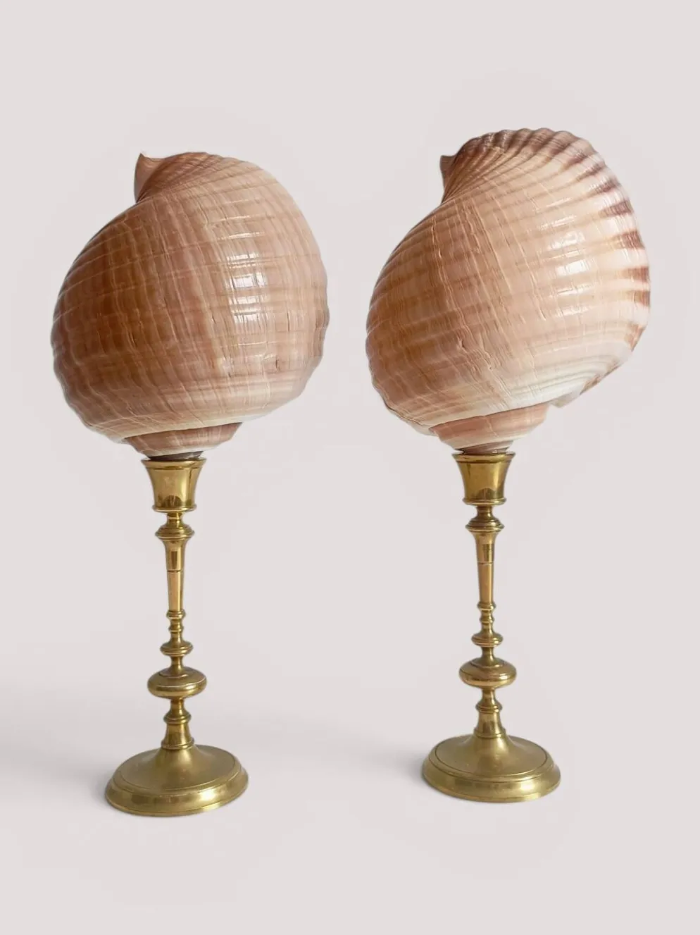 Paire de coquillages naturels sur un candélabre en laiton Skultuna du milieu du siècle suédois.