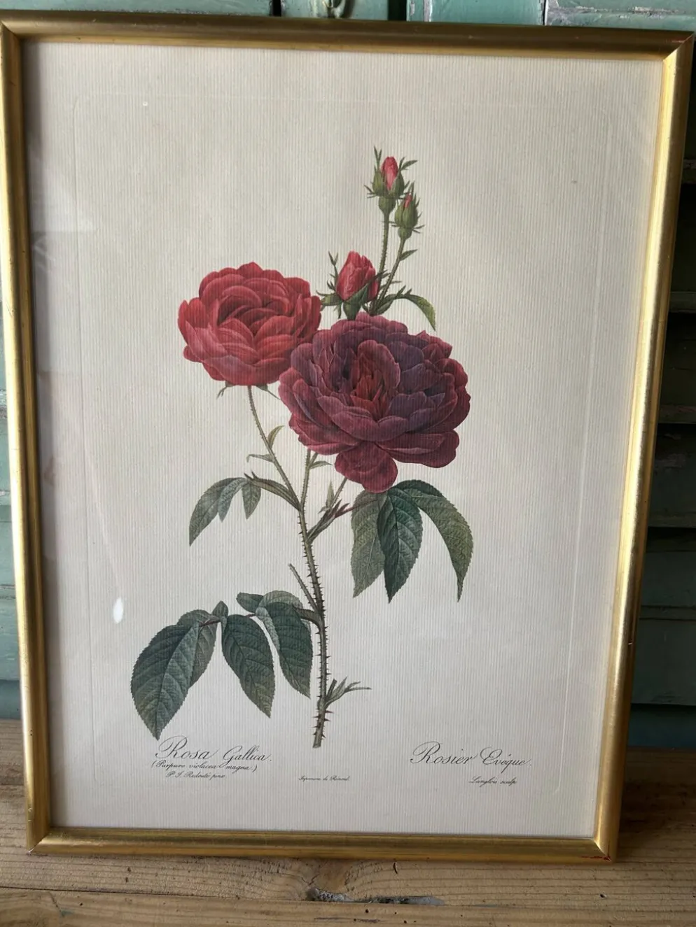 Paire de gravures Redouté