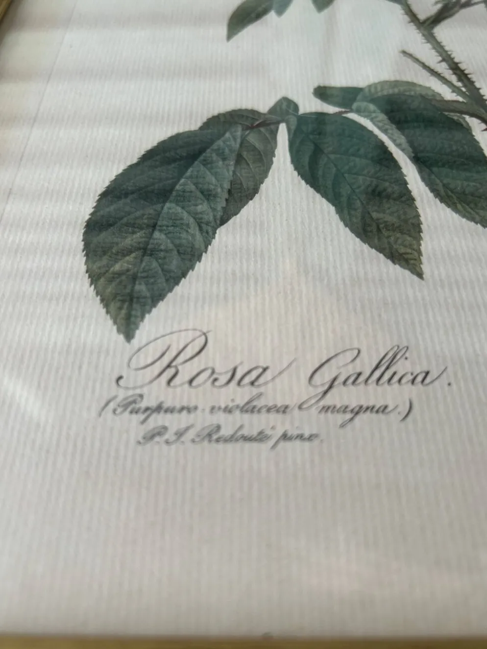 Paire de gravures Redouté