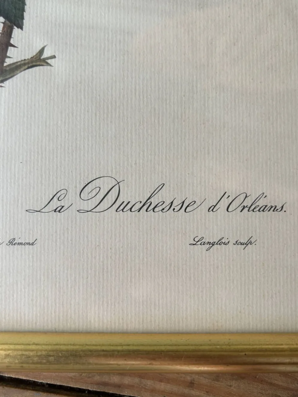 Paire de gravures Redouté