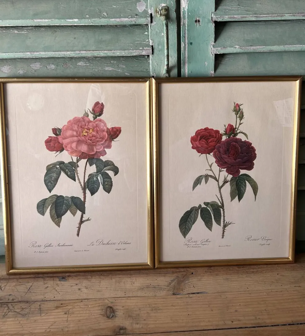 Paire de gravures Redouté