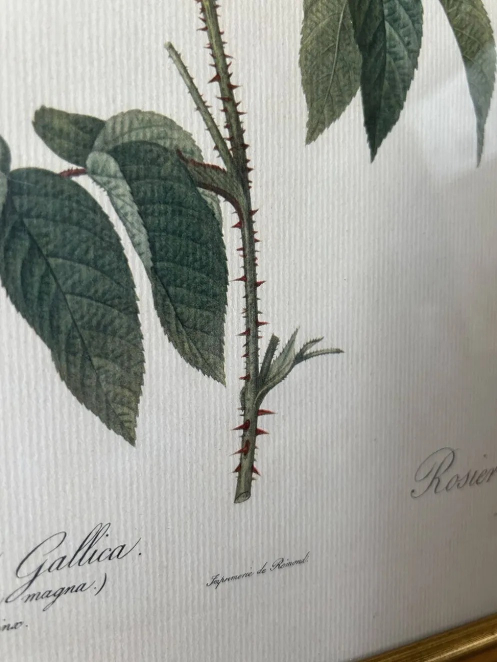 Paire de gravures Redouté