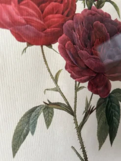 Paire de gravures Redouté