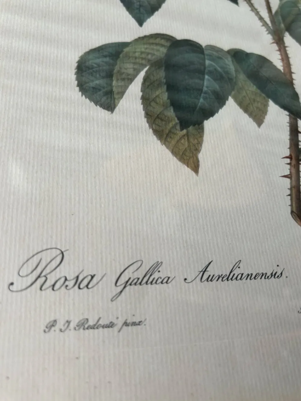 Paire de gravures Redouté