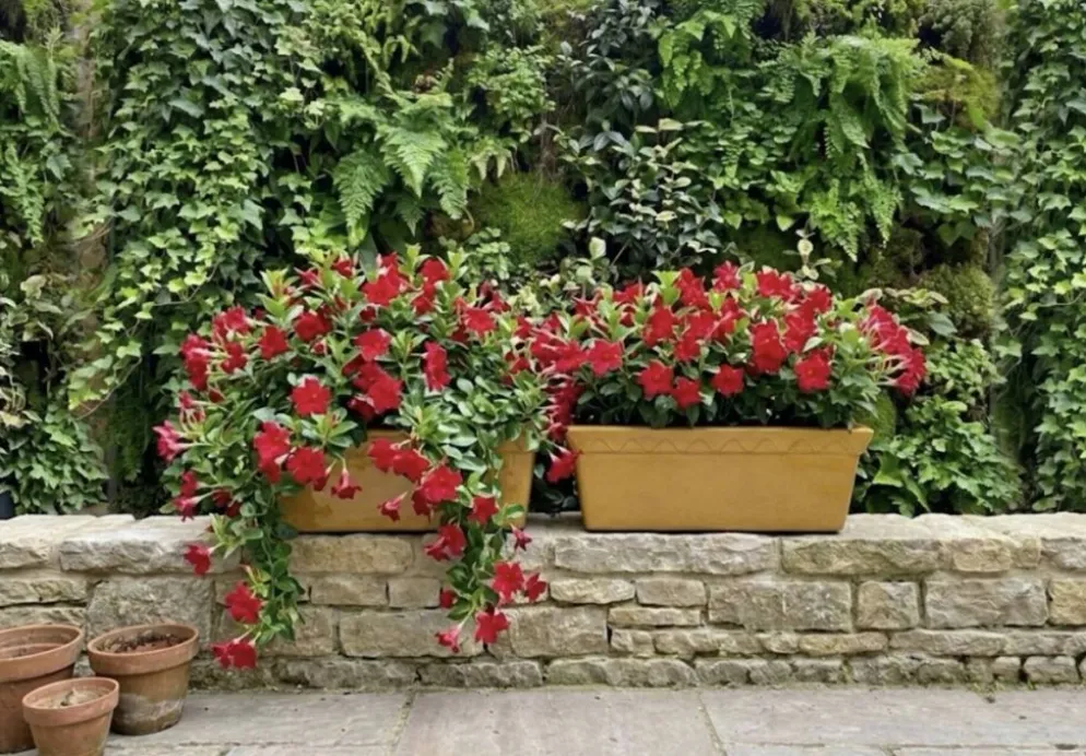 Paire de jardinières en céramique émaillée SILMA Italie - Années 70