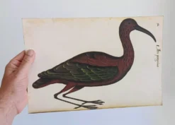 Paire de reproductions du Codex Pomar d'Histoire Naturelle, Valence, 1990