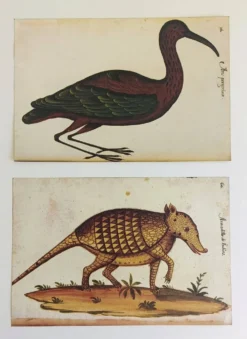 Paire de reproductions du Codex Pomar d'Histoire Naturelle, Valence, 1990