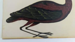 Paire de reproductions du Codex Pomar d'Histoire Naturelle, Valence, 1990