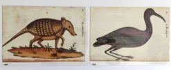 Paire de reproductions du Codex Pomar d'Histoire Naturelle, Valence, 1990