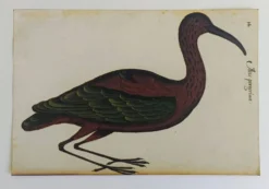 Paire de reproductions du Codex Pomar d'Histoire Naturelle, Valence, 1990