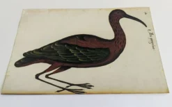 Paire de reproductions du Codex Pomar d'Histoire Naturelle, Valence, 1990