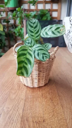 Panier en rotin