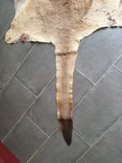 Peau de kangourou