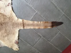 Peau de kangourou