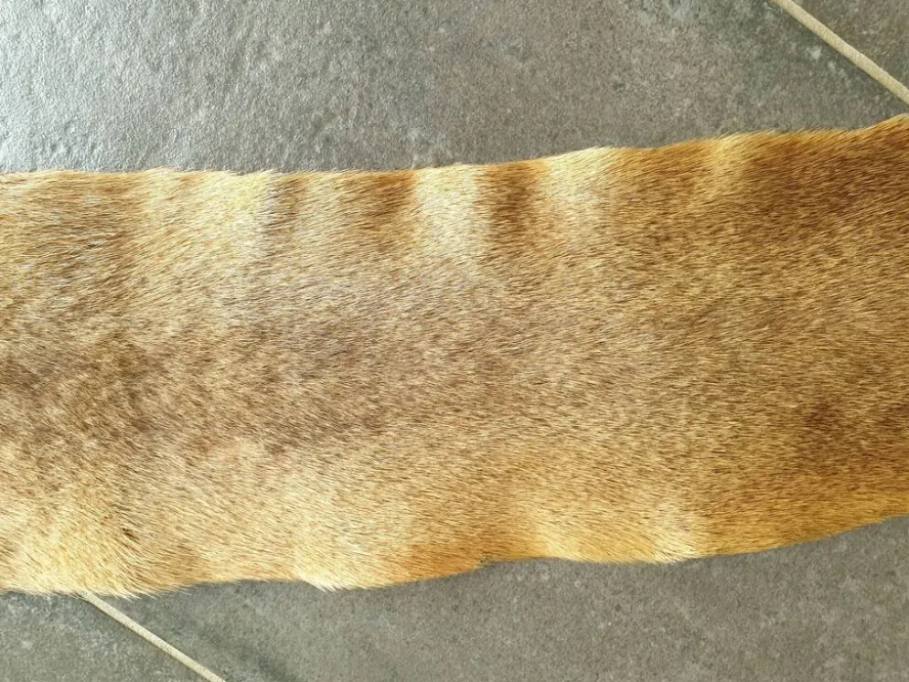 Peau de kangourou