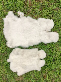 Peau de Lapin véritable