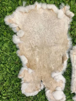 Peau de Lapin véritable