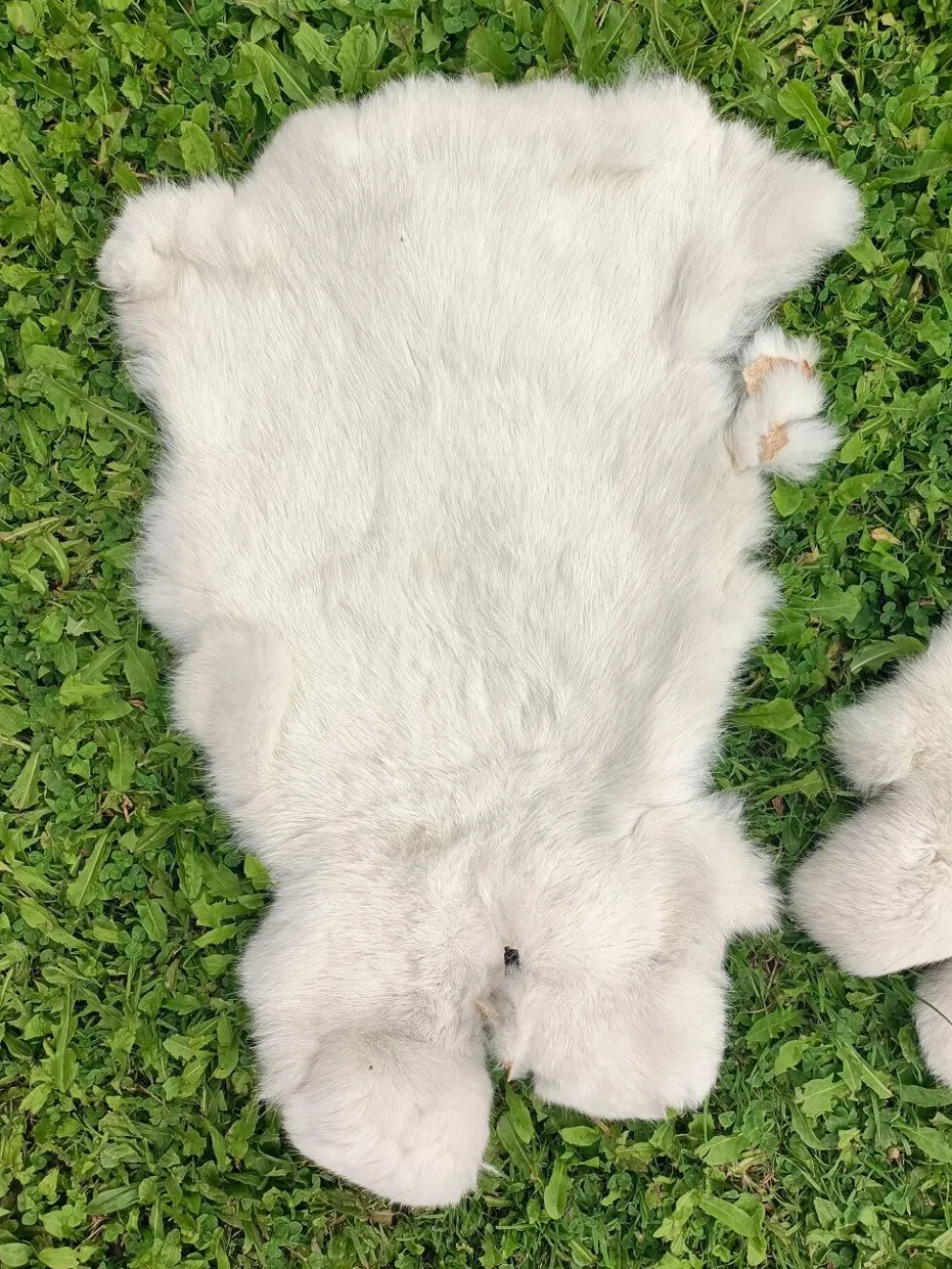 Peau de Lapin véritable