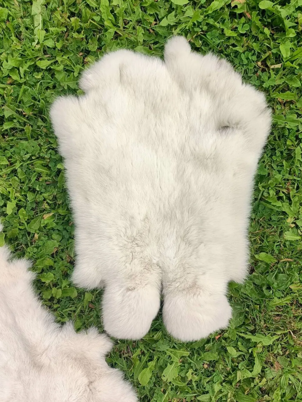 Peau de Lapin véritable
