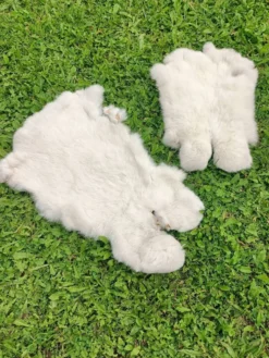 Peau de Lapin véritable