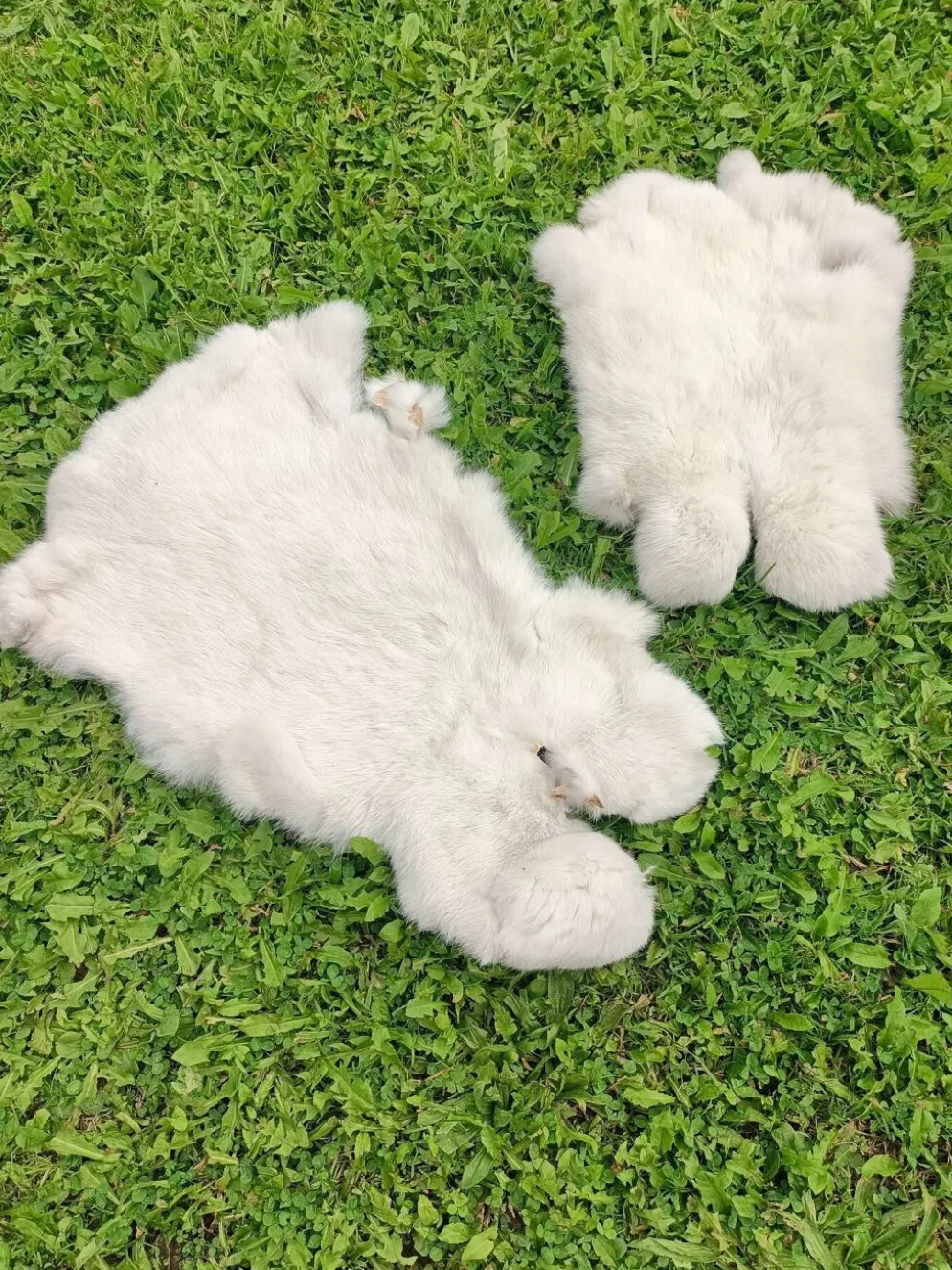 Peau de Lapin véritable
