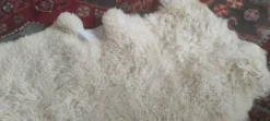 Peau de mouton