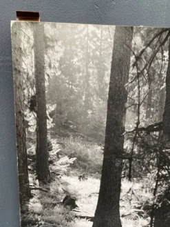 Photo argentique bernard darot afiap club nantais coulée de lumière forêt