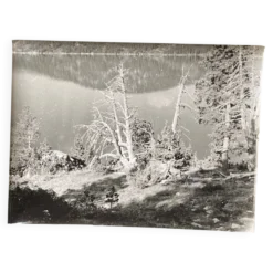 Photo argentique Bernard Darot XXe arbre mort devant un lac