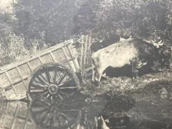 Photographie ancienne deux attelages de boeufs près d'une mare