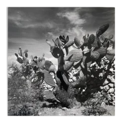 Photographie ancienne noir et blanc argentique début XXe