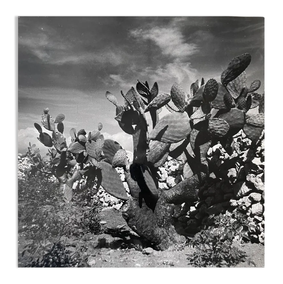 Photographie ancienne noir et blanc argentique début XXe