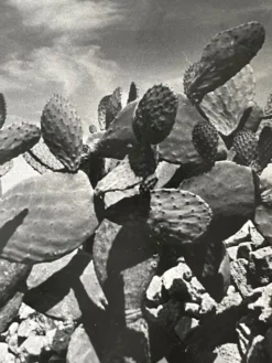 Photographie ancienne noir et blanc argentique début XXe