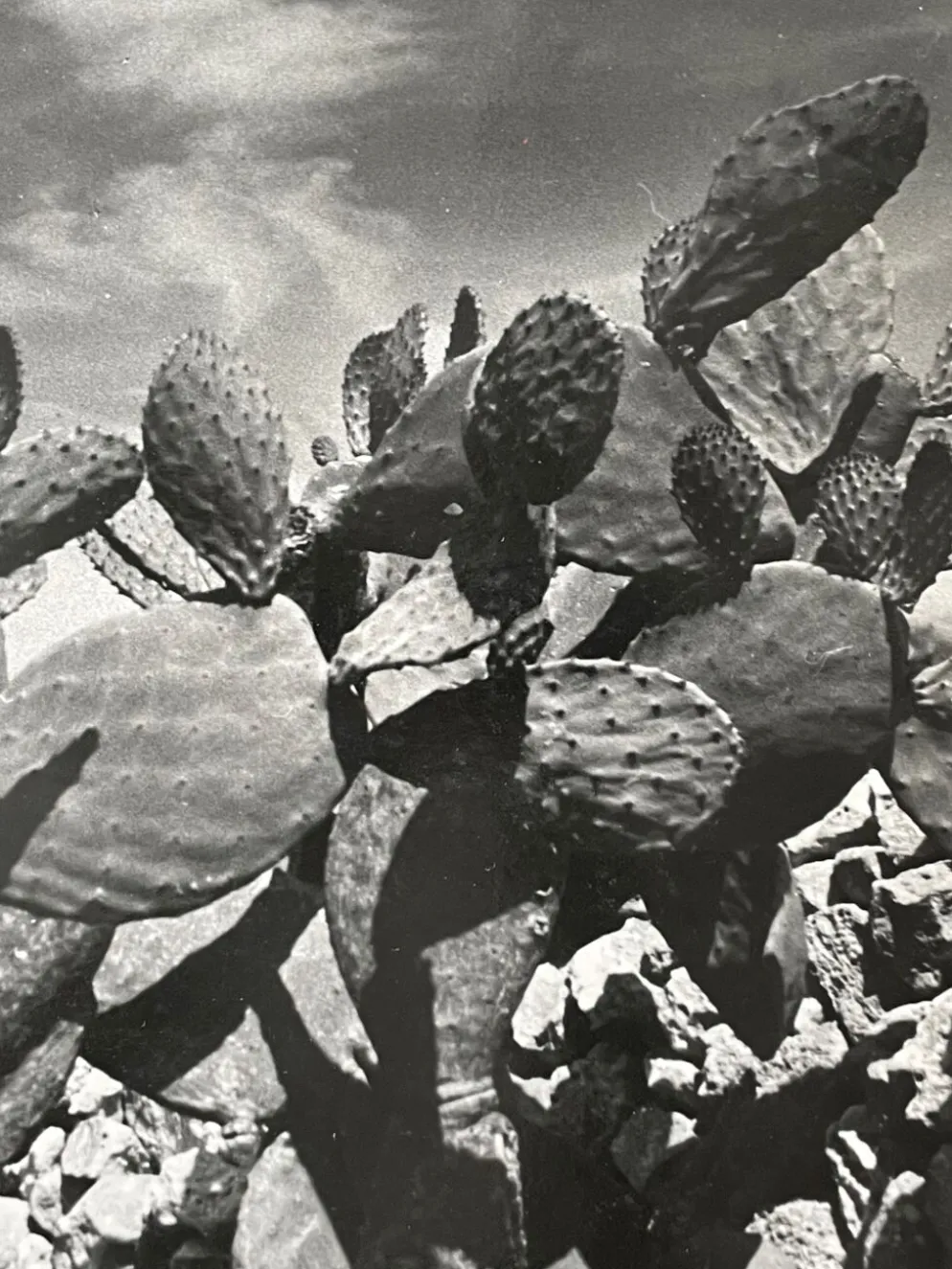 Photographie ancienne noir et blanc argentique début XXe