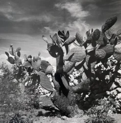 Photographie ancienne noir et blanc argentique début XXe