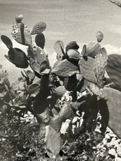 Photographie ancienne noir et blanc argentique début XXe