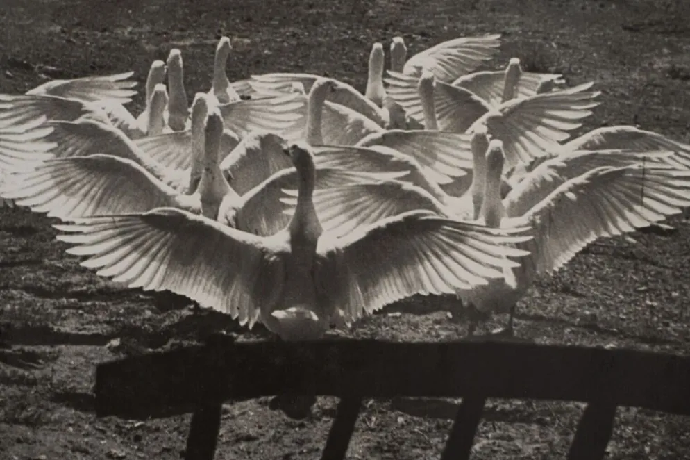 Photographie argentique Bernard Darot Le ballet des oies XXe