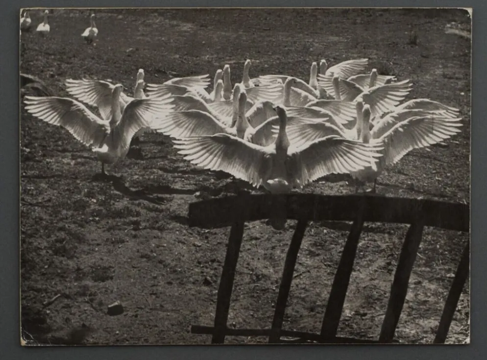 Photographie argentique Bernard Darot Le ballet des oies XXe