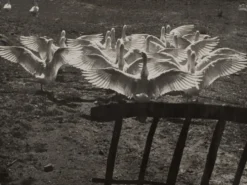 Photographie argentique Bernard Darot Le ballet des oies XXe