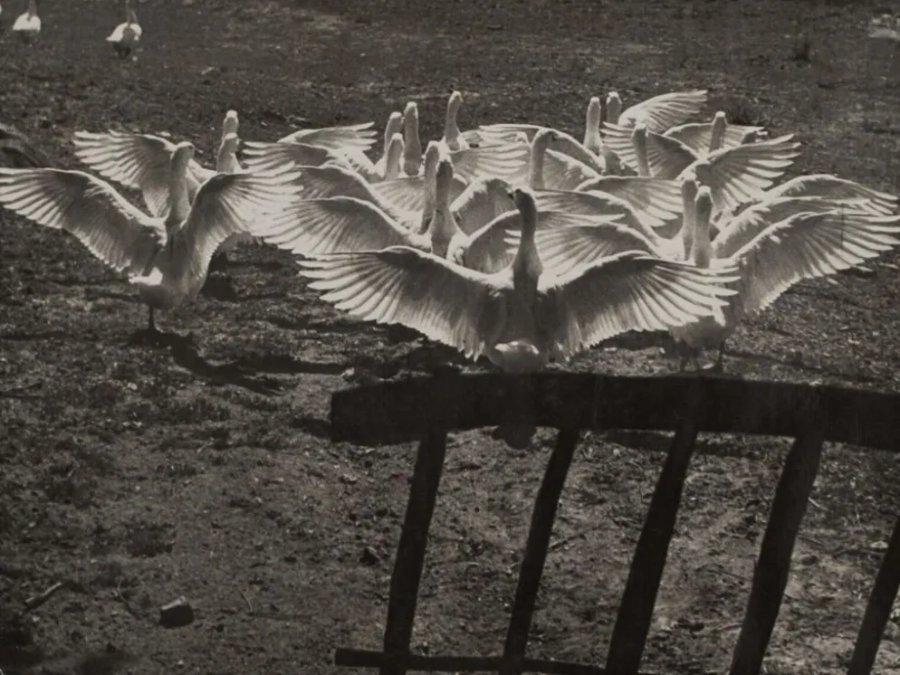 Photographie argentique Bernard Darot Le ballet des oies XXe