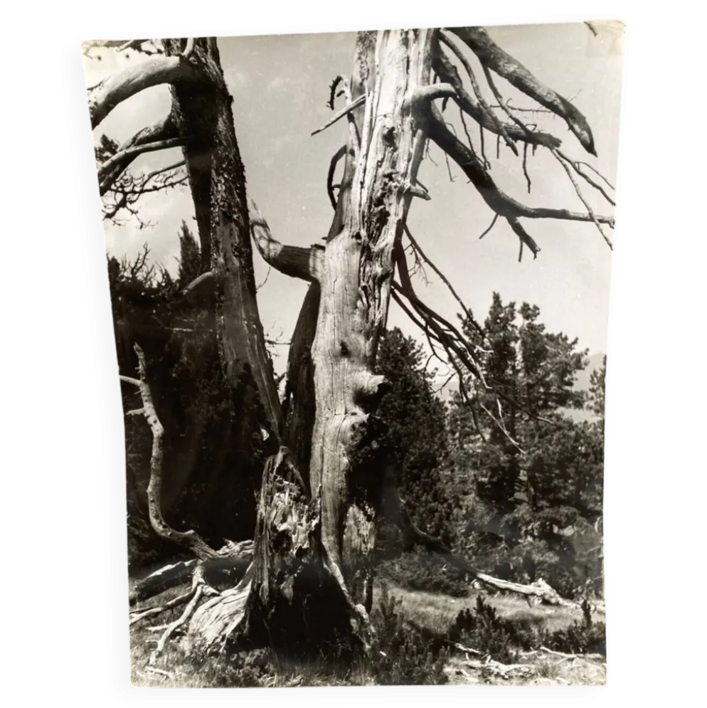 Photographie argentique Bernard Darot Les Vaincus XXe AFIAP