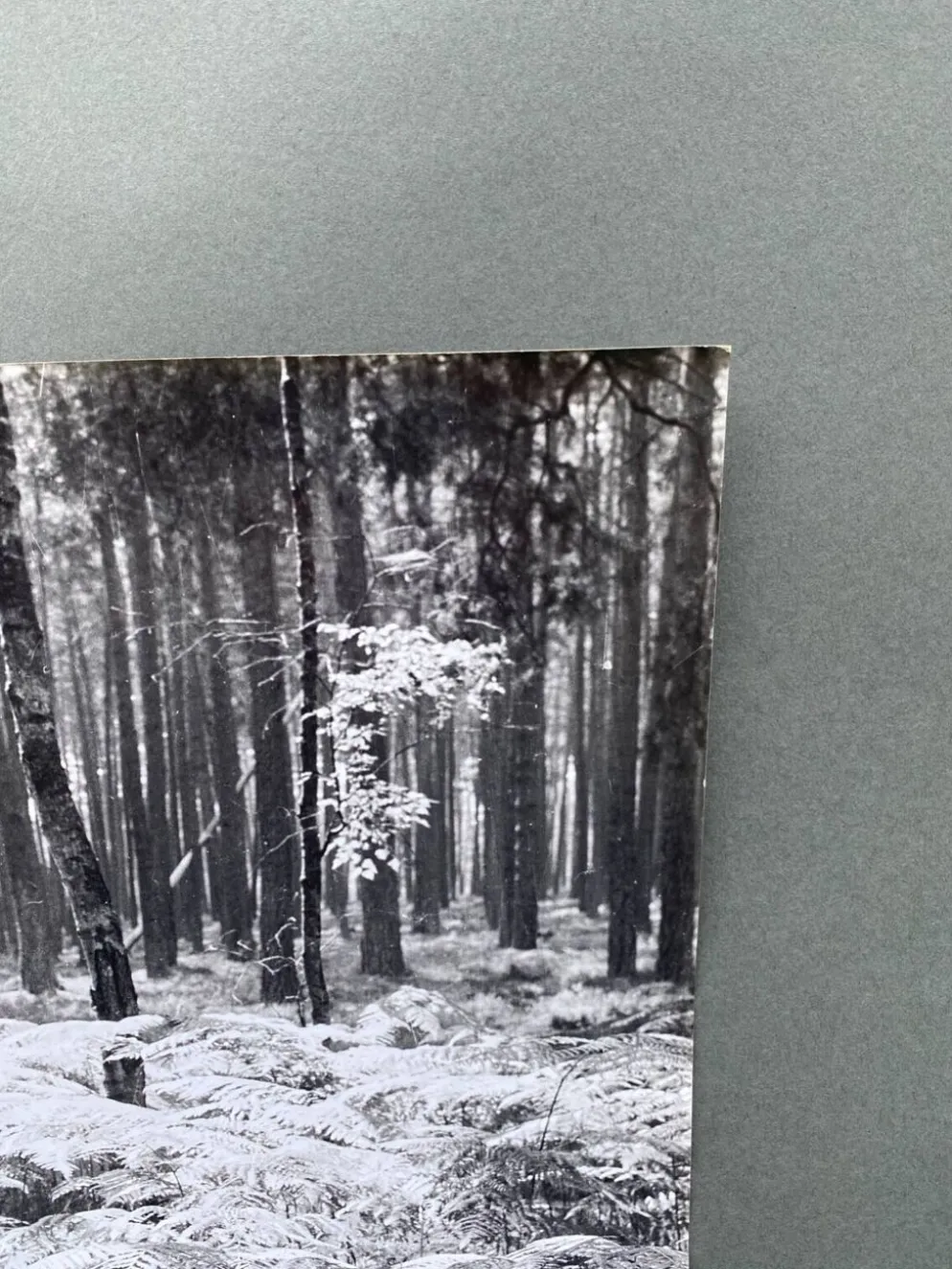Photographie argentique Bernard Darot Sous-bois XXe