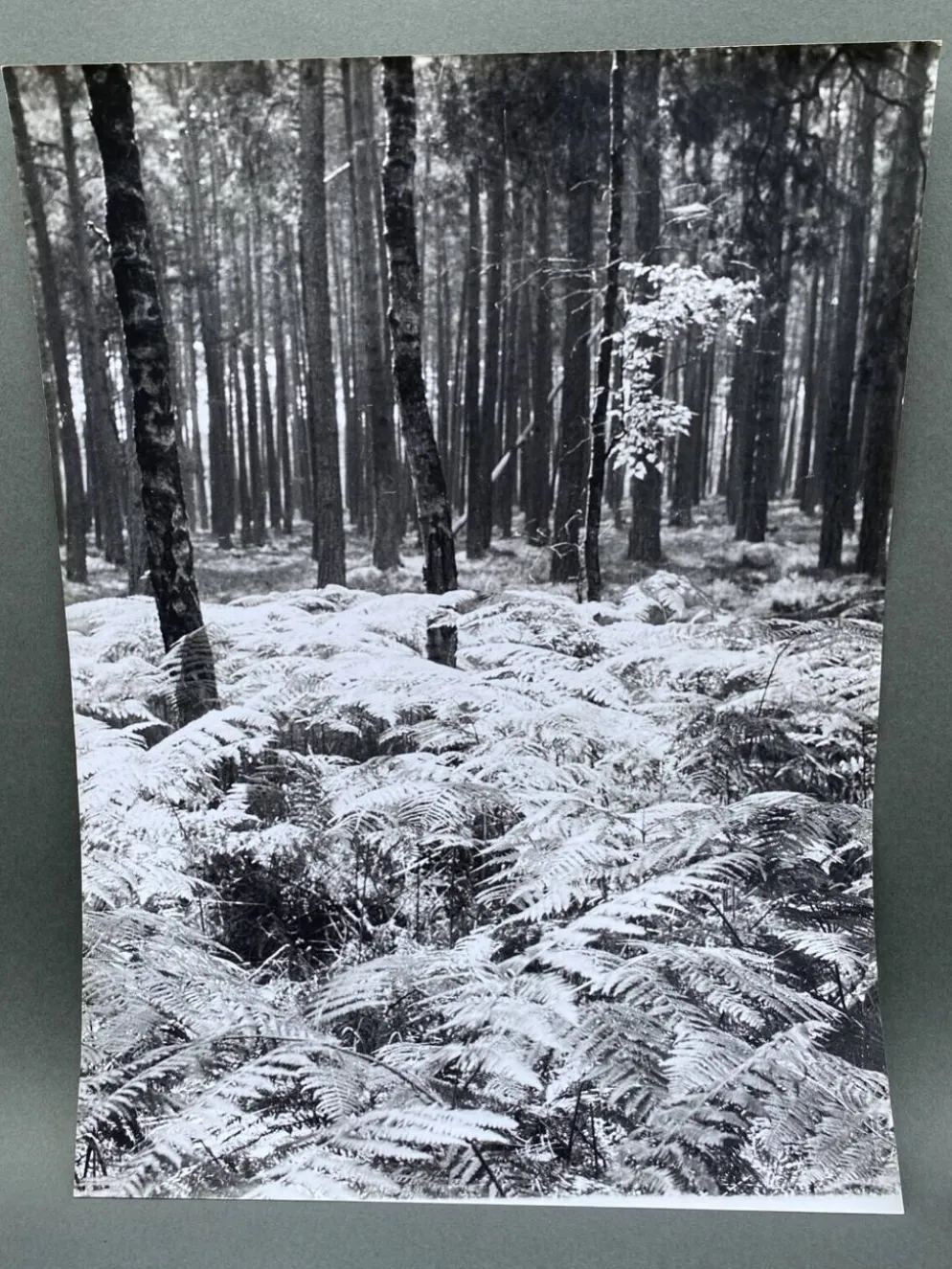 Photographie argentique Bernard Darot Sous-bois XXe