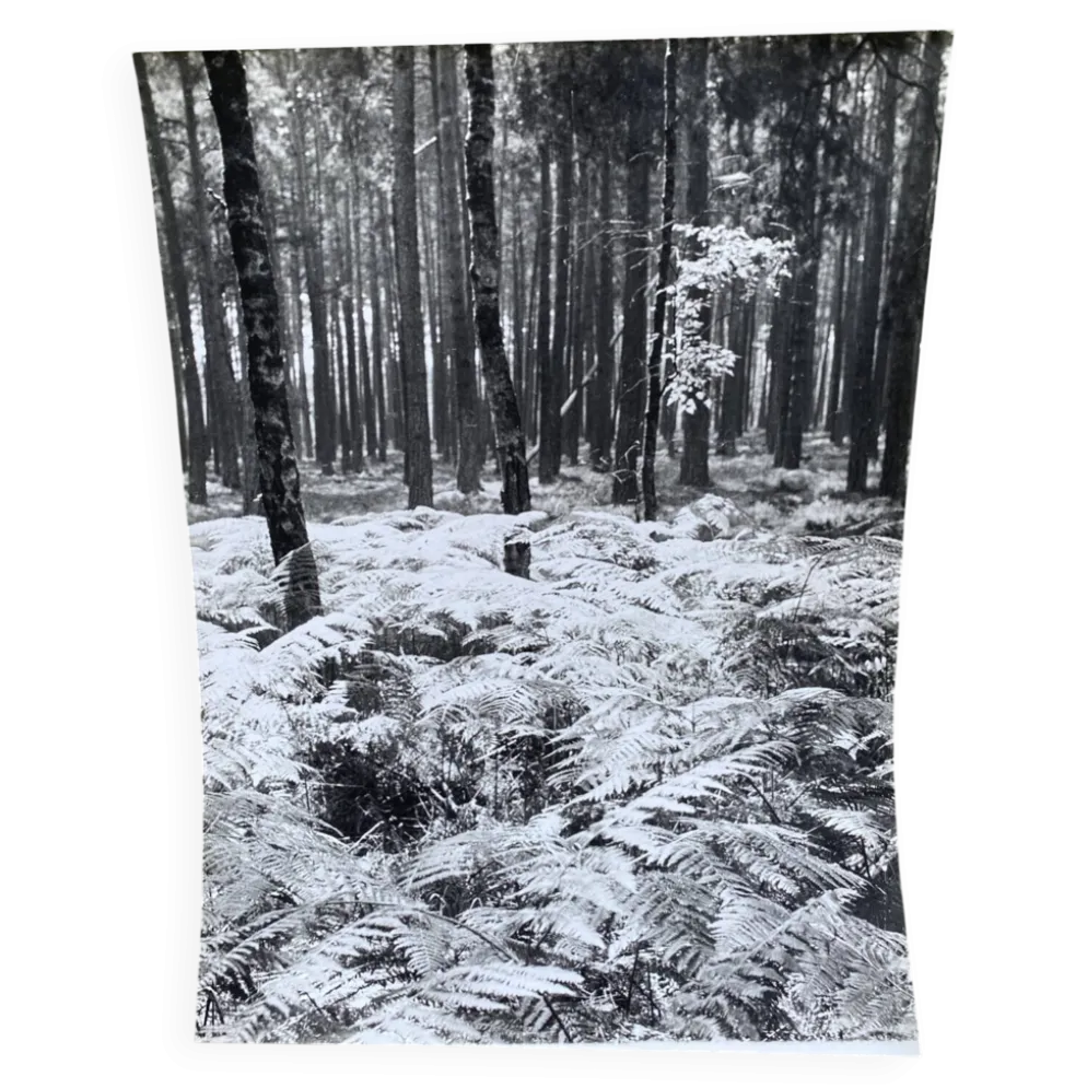 Photographie argentique Bernard Darot Sous-bois XXe