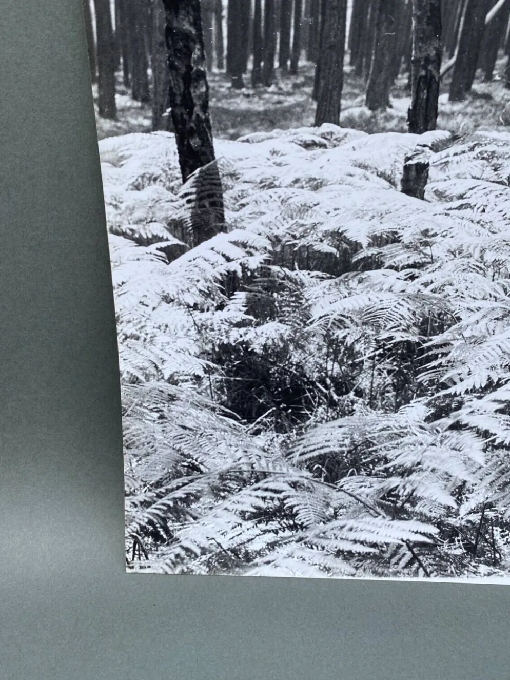 Photographie argentique Bernard Darot Sous-bois XXe