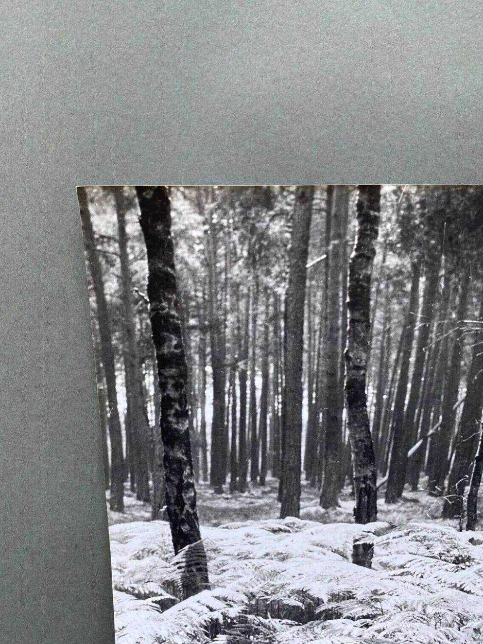 Photographie argentique Bernard Darot Sous-bois XXe