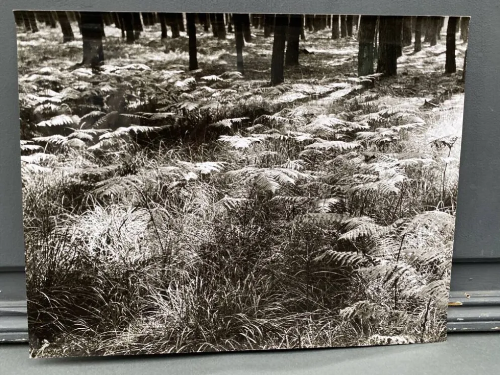 Photographie argentique Bernard Darot Fougères XXe