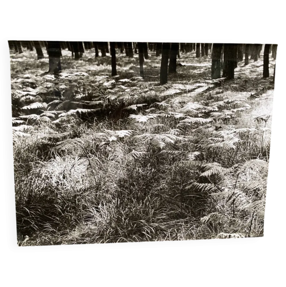 Photographie argentique Bernard Darot Fougères XXe