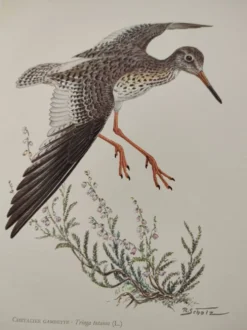 Planche ancienne oiseaux Années 1960 - Chevalier Gambette - Illustration