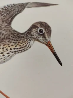 Planche ancienne oiseaux Années 1960 - Chevalier Gambette - Illustration