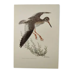 Planche ancienne oiseaux Années 1960 - Chevalier Gambette - Illustration